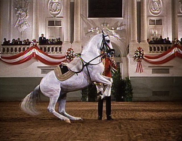 Image grand retour Miracle White Stallions disney