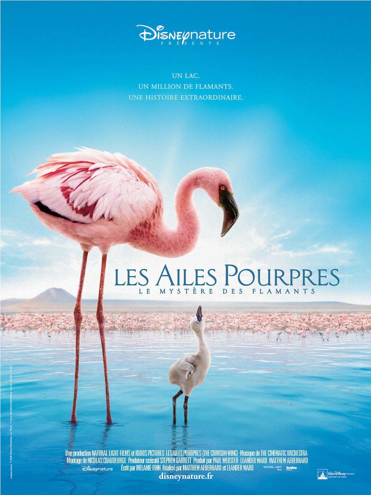 Affiche Poster Ailes pourpre mystère flamants Crimson Wing mystery flamingos disney disneynature