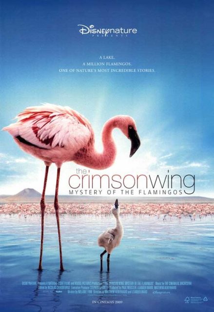 Affiche Poster Ailes pourpre mystère flamants Crimson Wing mystery flamingos disney disneynature