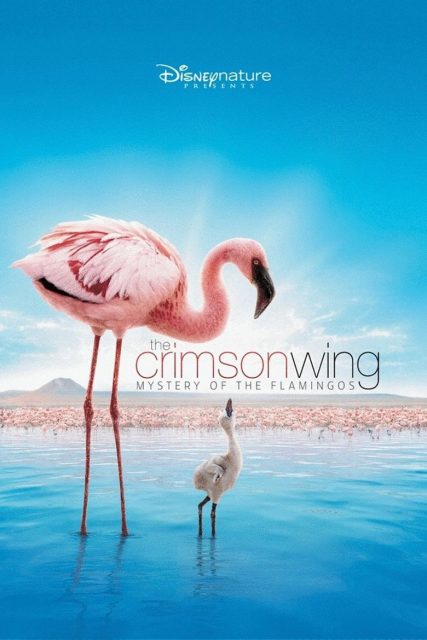 Affiche Poster Ailes pourpre mystère flamants Crimson Wing mystery flamingos disney disneynature