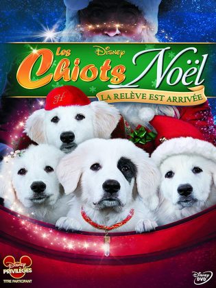 Les Chiots Noël : la relève est arrivée.
