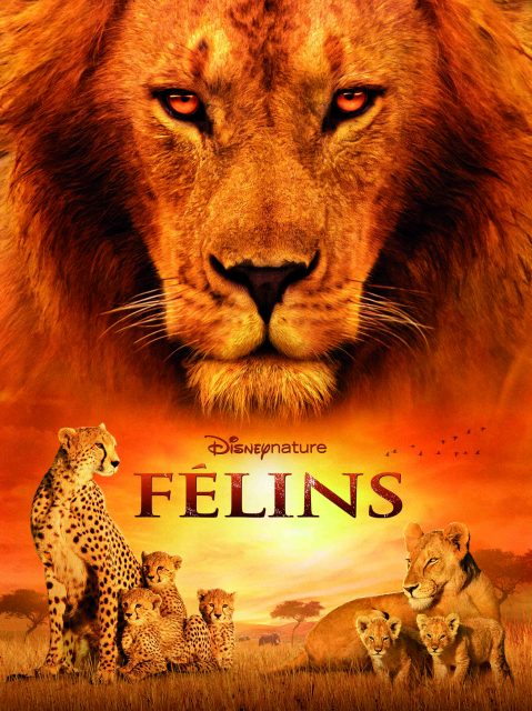 Affiche Poster Félins African cats Disney Disneynature