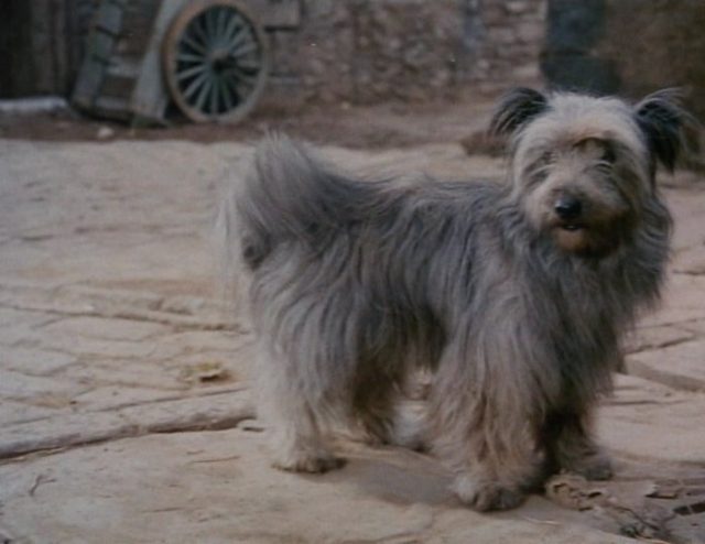 Image bobby greyfriars disney