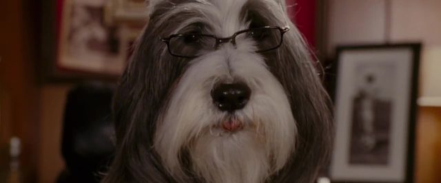 Raymond. 3 image raymond shaggy dog