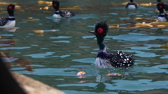 Becky - Personnage - Le monde de Dory. 2 becky personnage character monde finding dory disney pixar