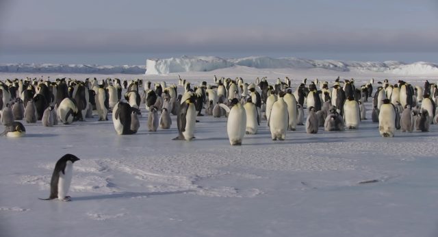 Les manchots : une vie à risques. 2 capture penguins disney disneynature