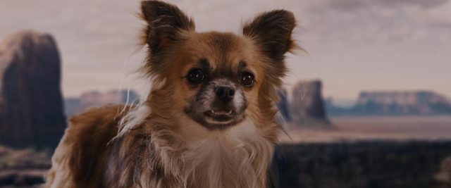 Les répliques cultes du film Le chihuahua de Beverly Hills. 1 replique quote chihuahua beverly hills disney