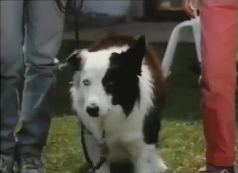 Image capone chien gangster spot marks x disney channel