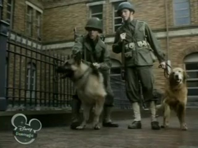 Image chips chien combat war dog disney channel