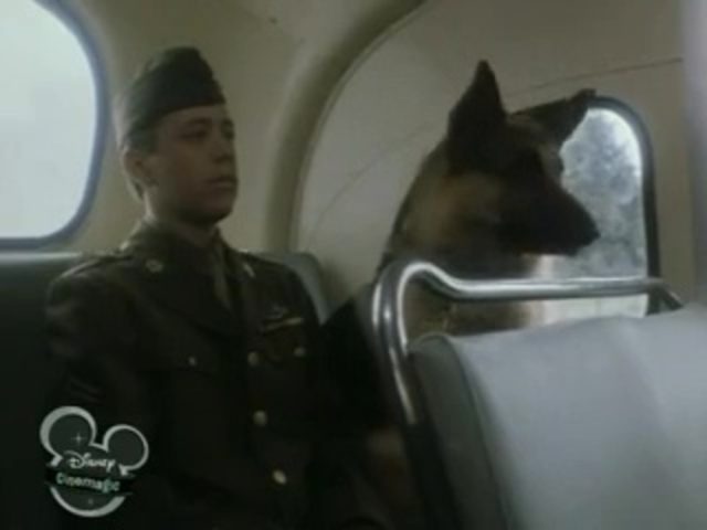 Image chips chien combat war dog disney channel