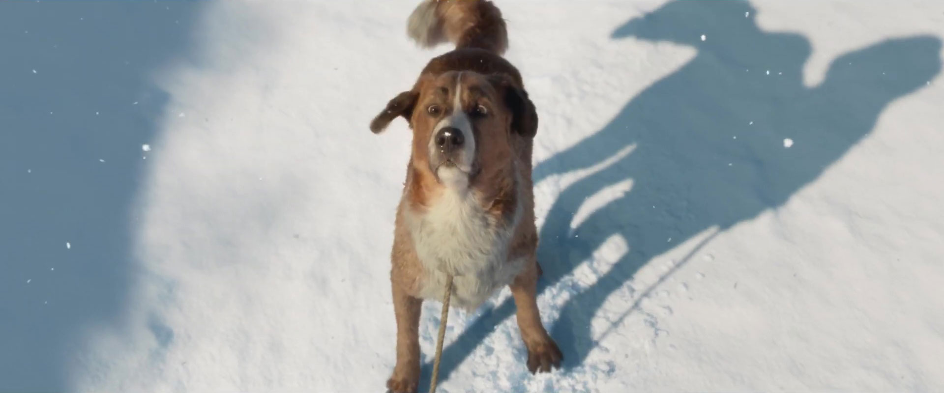 Image appel forêt call wild disney fox