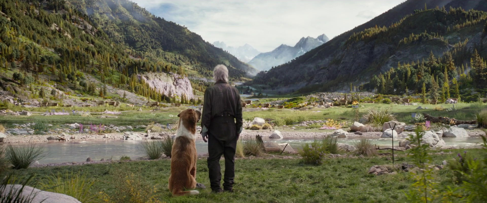 Image appel forêt call wild disney fox