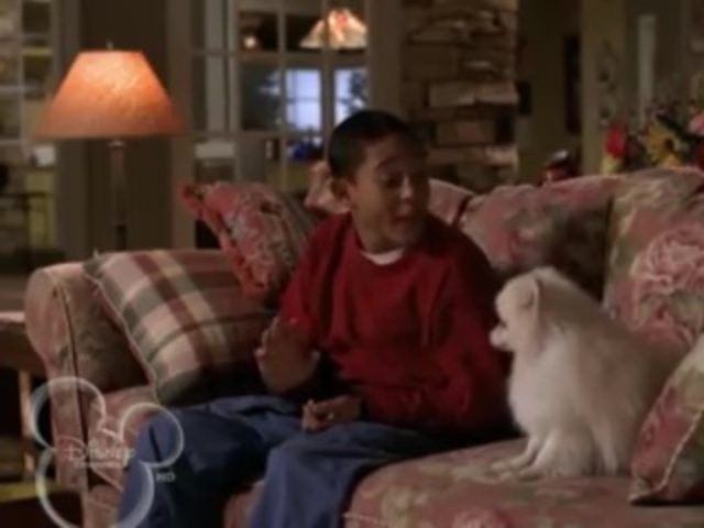 Un chien envahissant - Photos et affiches. 11 Image chien envahissant hounded disney channel