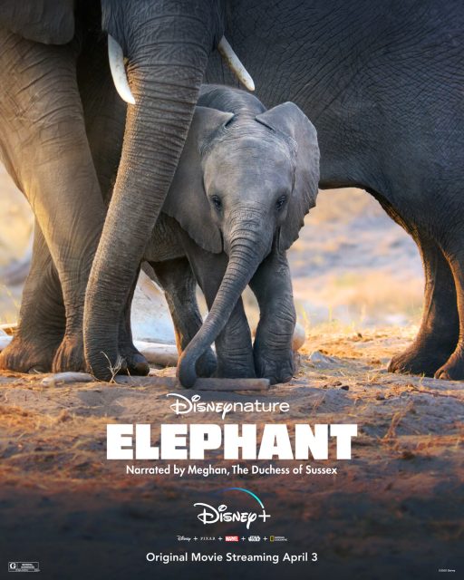 Elephant. 1 affiche poster elephant disney+ disneynature