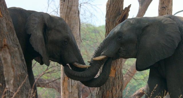 Elephant. 2 image elephant disneynature disney+