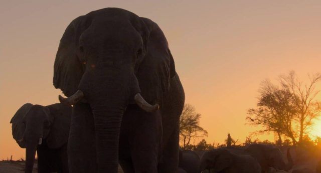 Elephant. 6 image elephant disneynature disney+