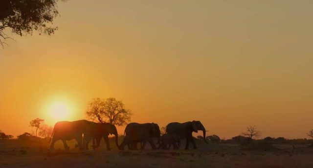Elephant. 3 image elephant disneynature disney+