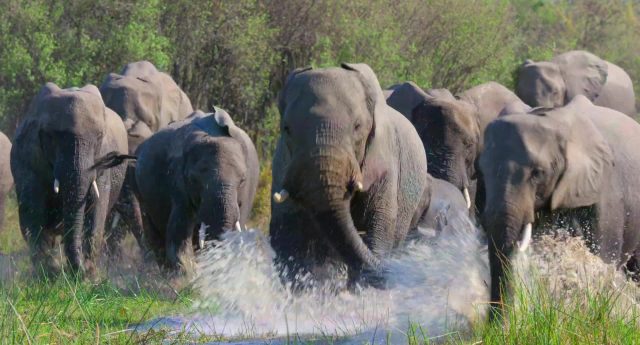 Elephant. 4 image elephant disneynature disney+