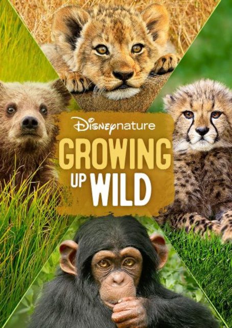 Grandir - Streaming. 1 affiche poster grandir growing up wild disney nature