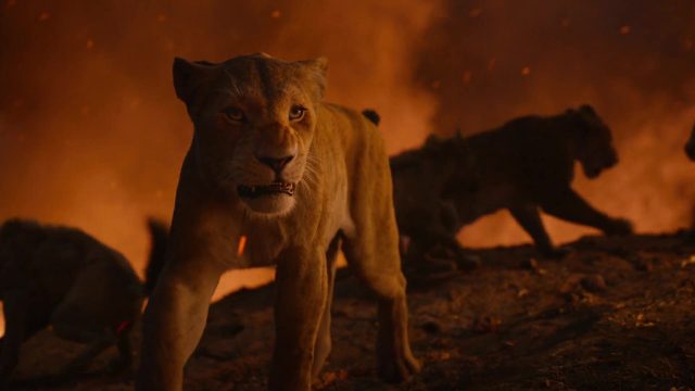 Le Roi Lion (Film) - Photos et affiches. 24 image roi lion king film