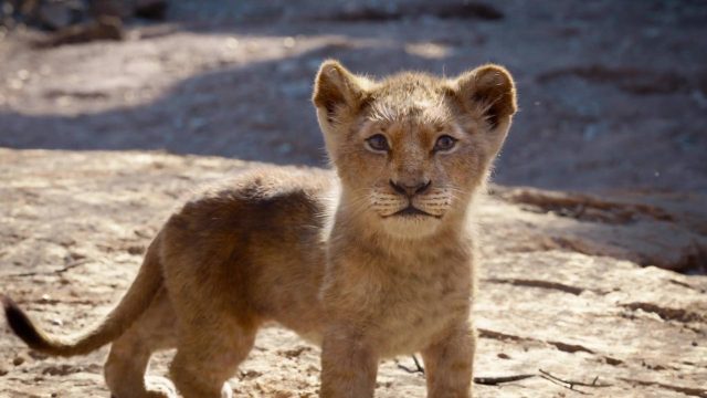 Le Roi Lion (Film) - Photos et affiches. 38 image roi lion king film