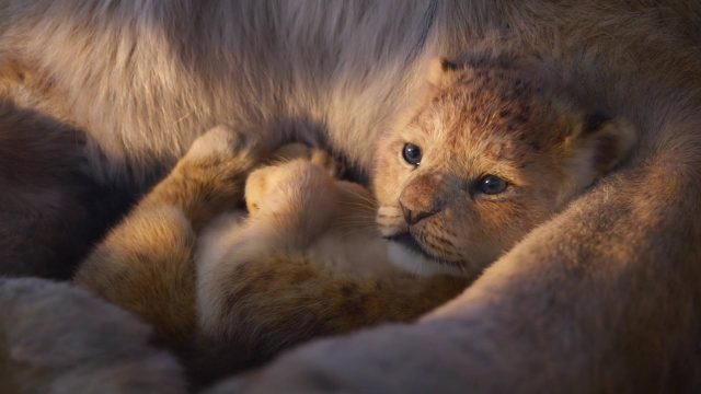 Le Roi Lion (Film) - Photos et affiches. 52 image roi lion king film