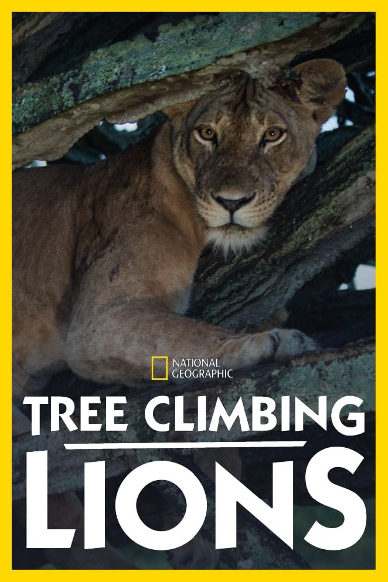 affiche poster lions arbres tree climbing disney nat geo