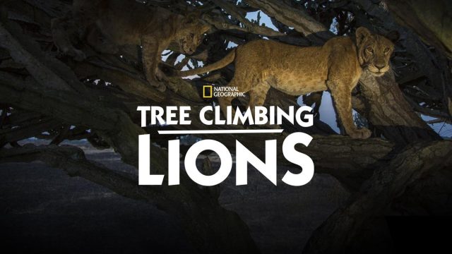affiche poster lions arbres tree climbing disney nat geo