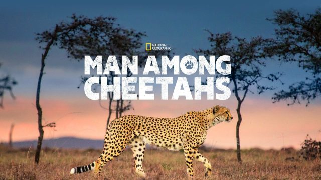 Au milieu des guépards - Streaming. 1 affiche poster milieu guepards man among cheetah disney nat geo