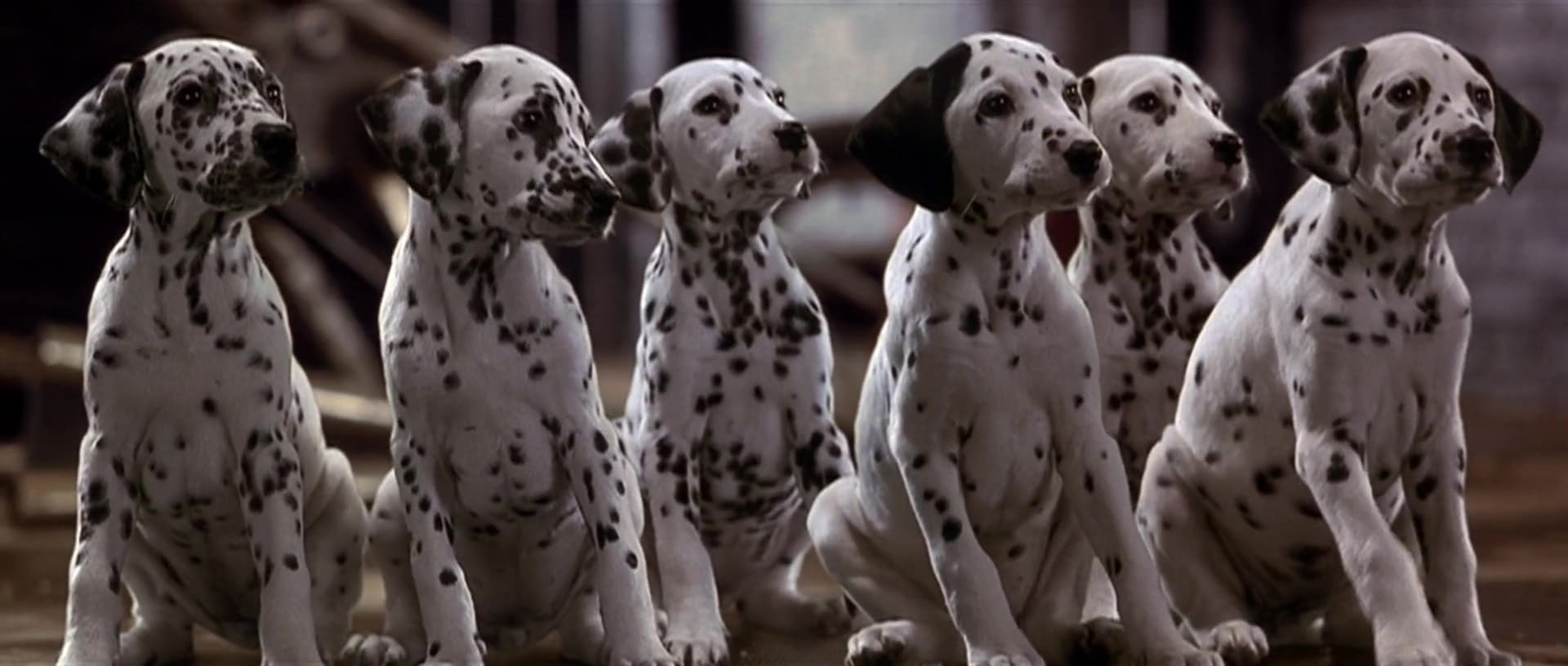image 101 dalmatiens film dalmatians