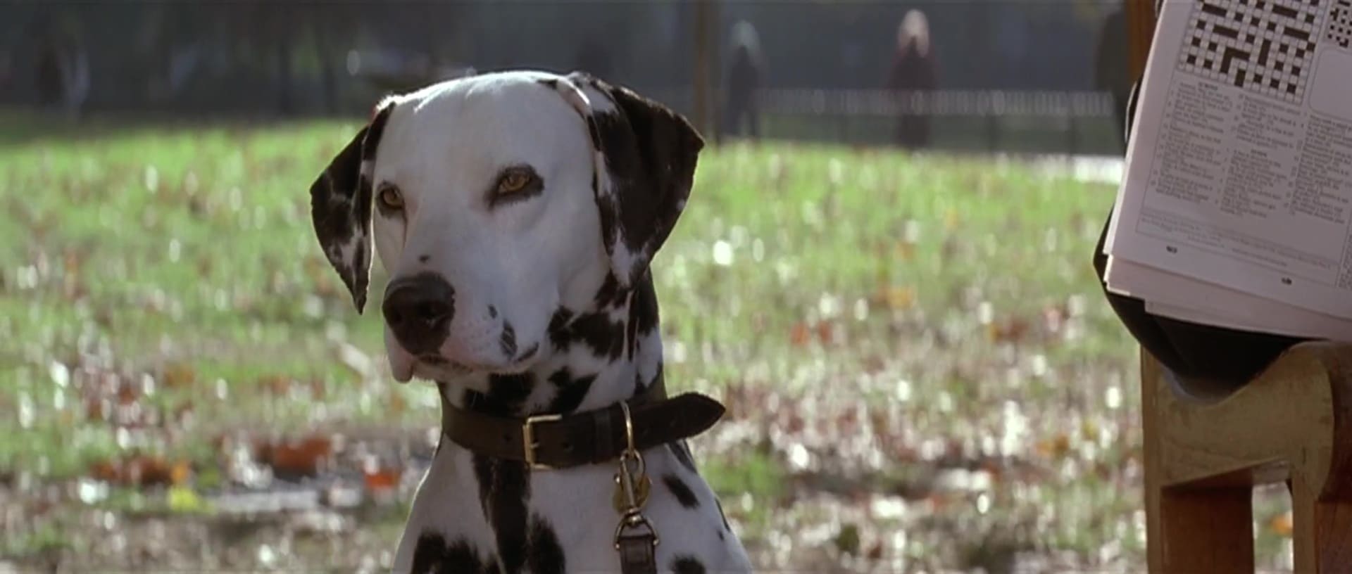 image 101 dalmatiens film dalmatians