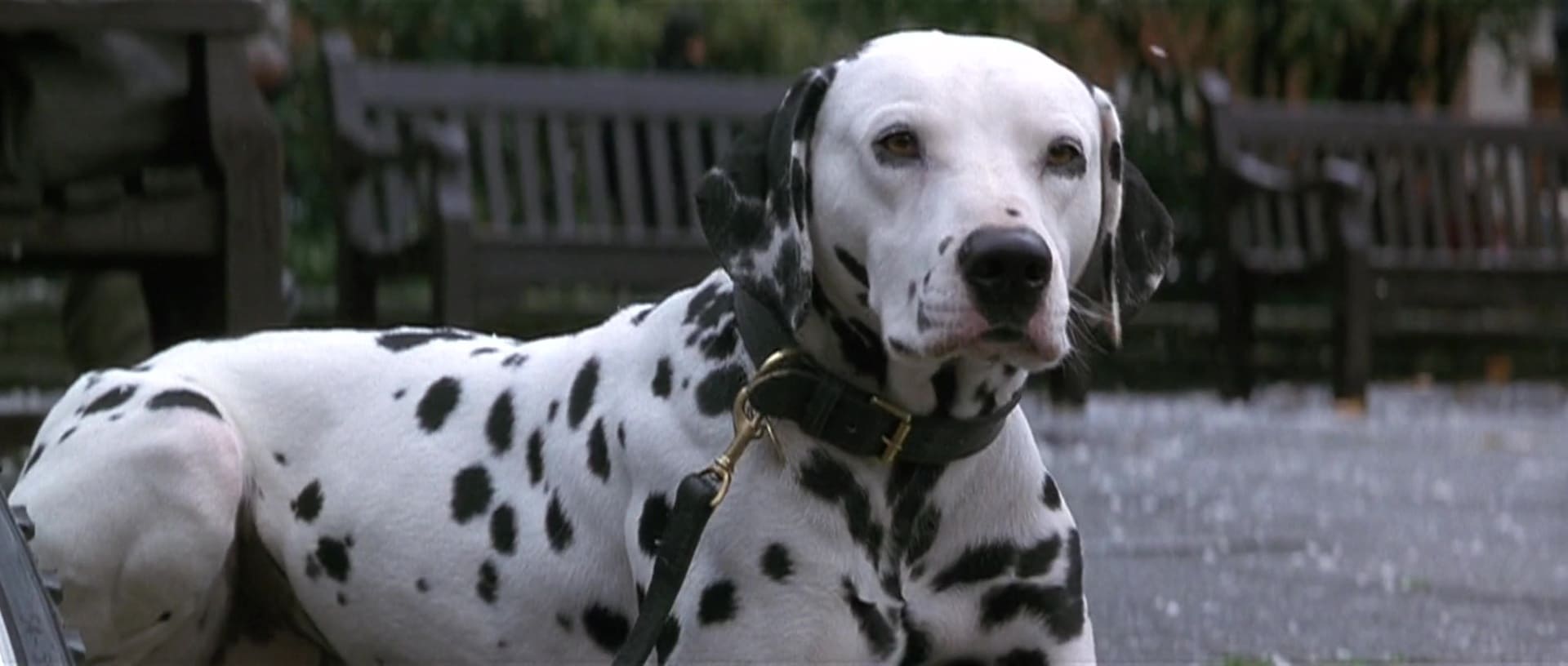 image 101 dalmatiens film dalmatians