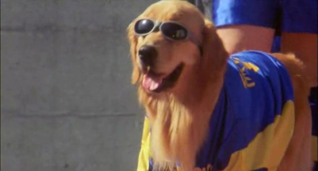 Air Bud 3 - Photos et affiches. 7 image air bud 3 World Pup