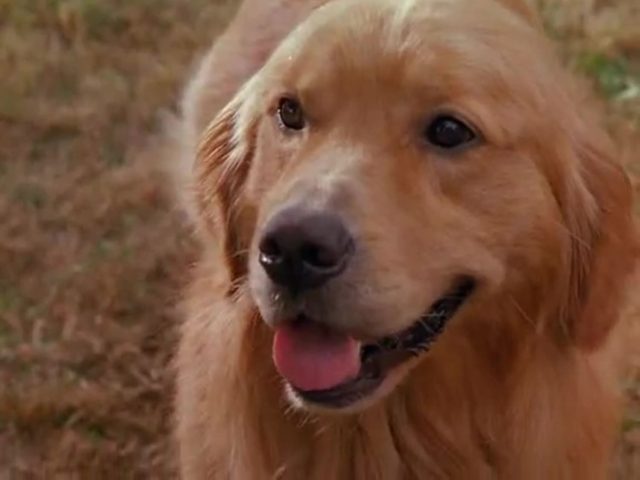 Air Bud Superstar - Photos et affiches. 15 image air bud superstar Spikes back