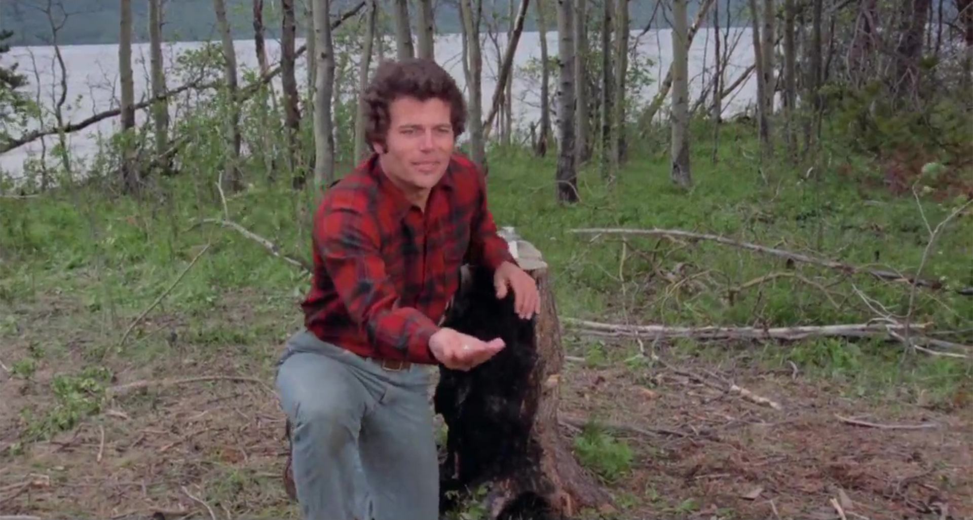 image amis ours bears