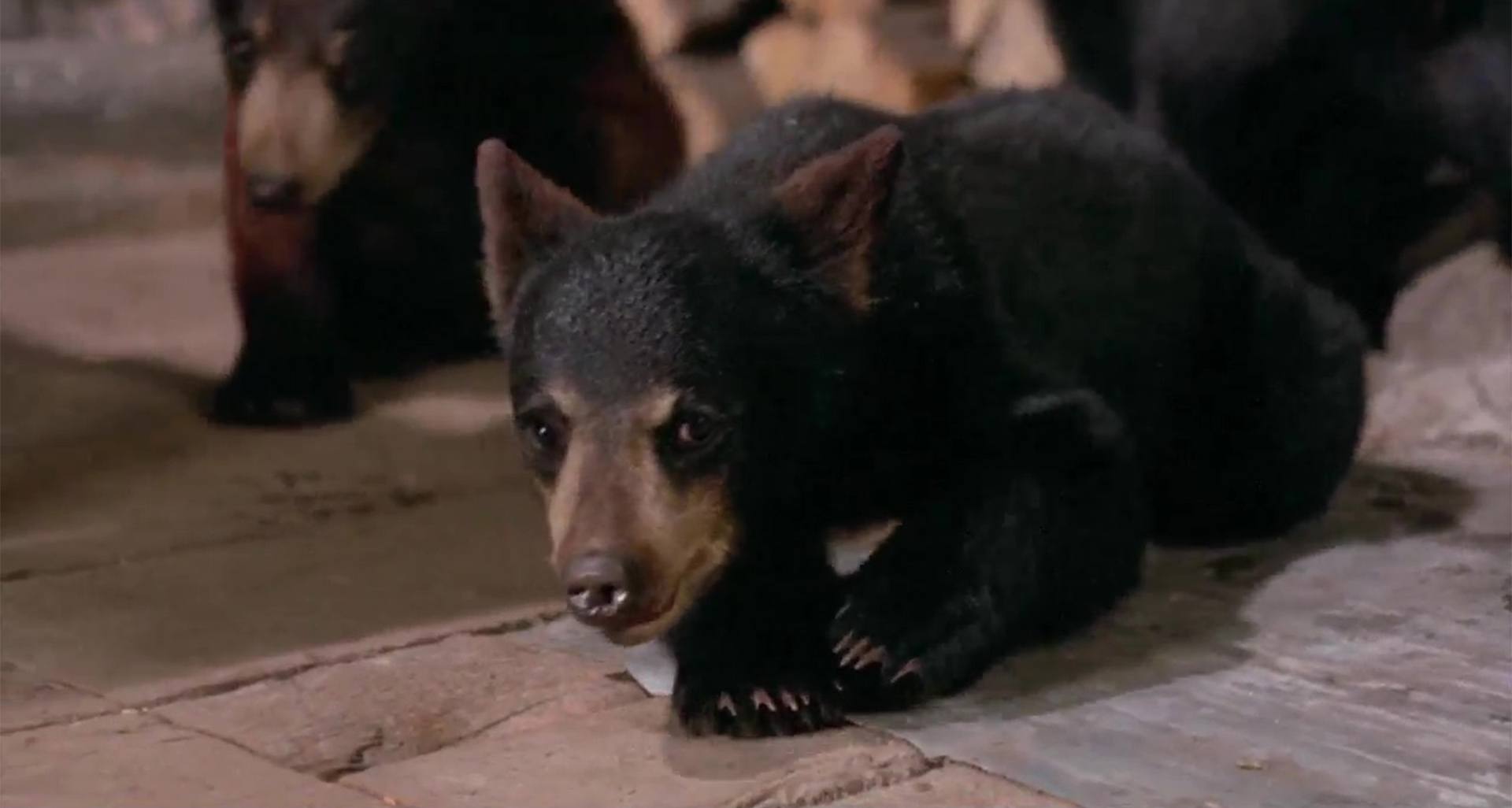 image amis ours bears