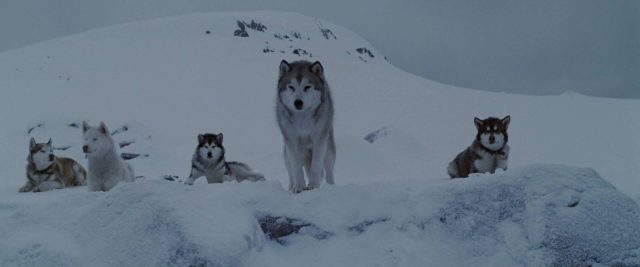 Antartica, prisonniers du froid. 6 image antartica prisonniers froid Eight Below