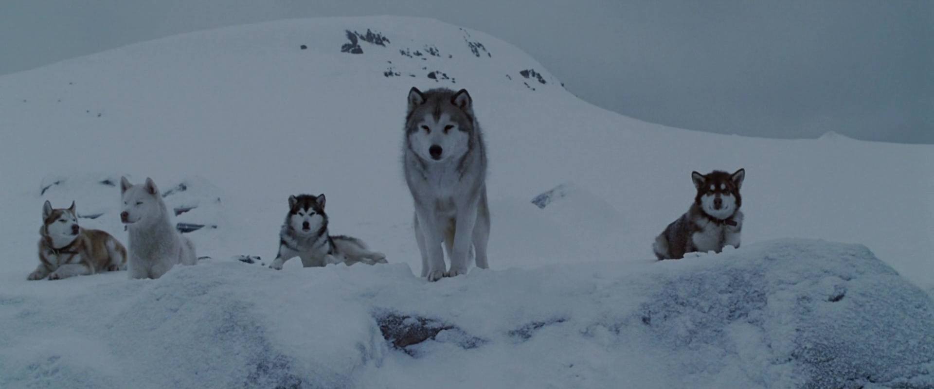 Antartica, prisonniers du froid - Photos et affiches. 9 image antartica prisonniers froid Eight Below