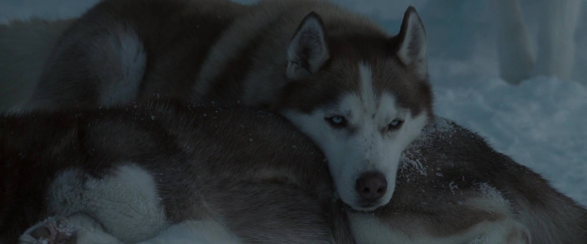 Antartica, prisonniers du froid - Photos et affiches. 11 image antartica prisonniers froid Eight Below