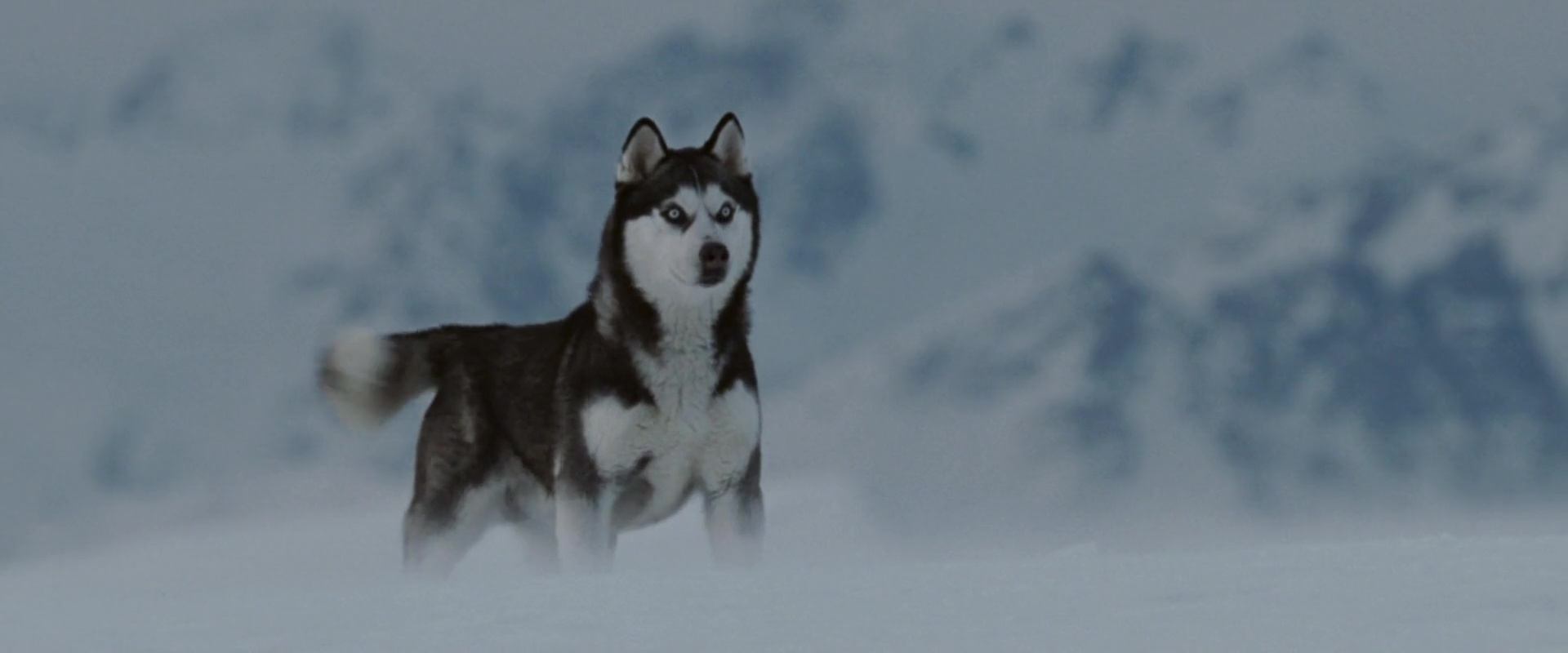 Antartica, prisonniers du froid - Photos et affiches. 12 image antartica prisonniers froid Eight Below