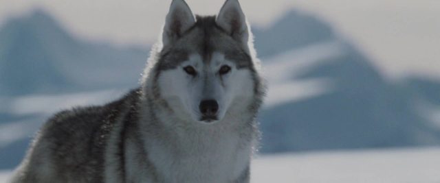 Antartica, prisonniers du froid. 3 image antartica prisonniers froid Eight Below
