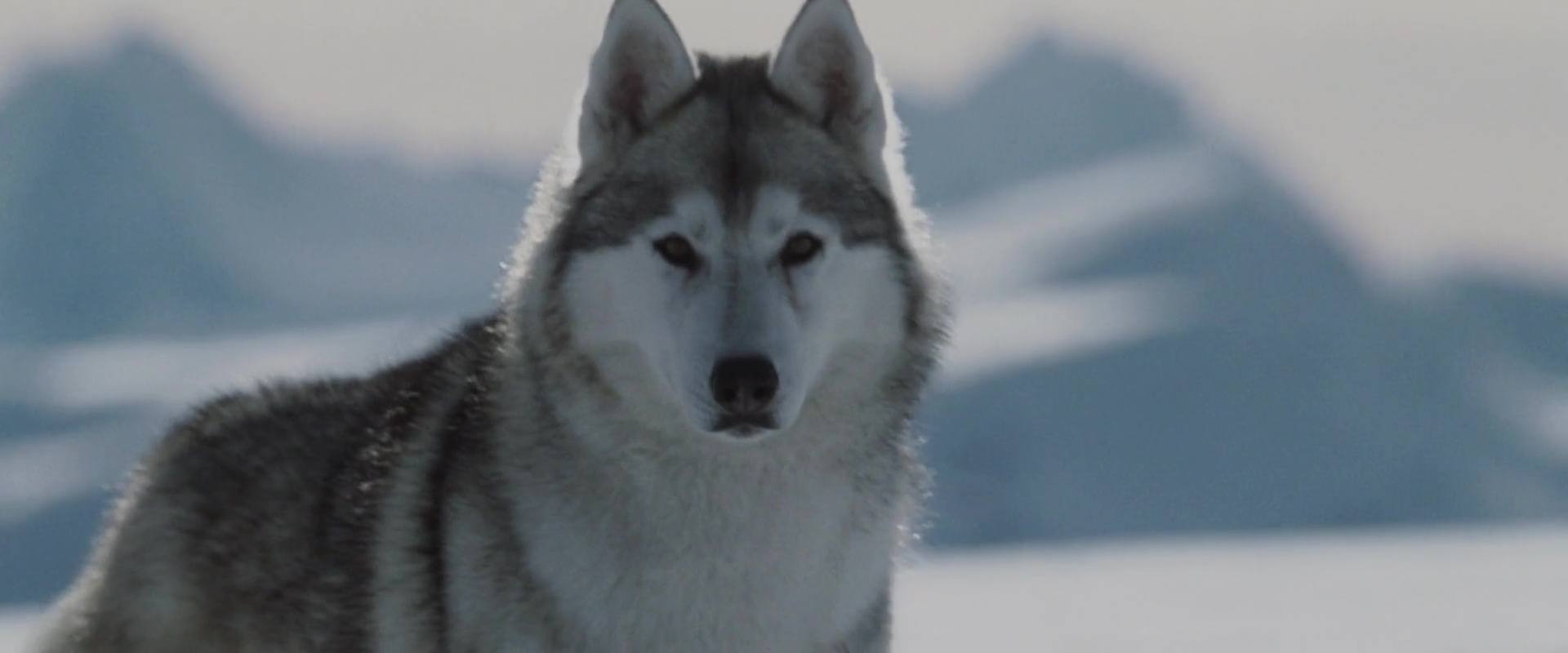 Antartica, prisonniers du froid - Photos et affiches. 13 image antartica prisonniers froid Eight Below