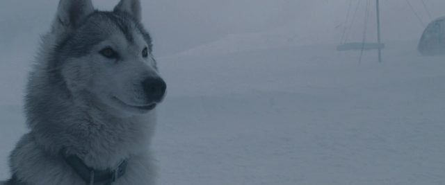 Antartica, prisonniers du froid. 23 image antartica prisonniers froid Eight Below