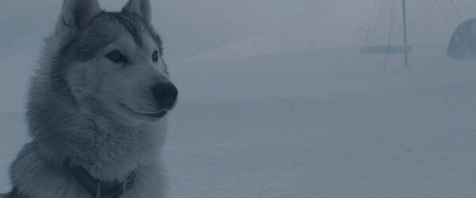 Antartica, prisonniers du froid - Photos et affiches. 14 image antartica prisonniers froid Eight Below