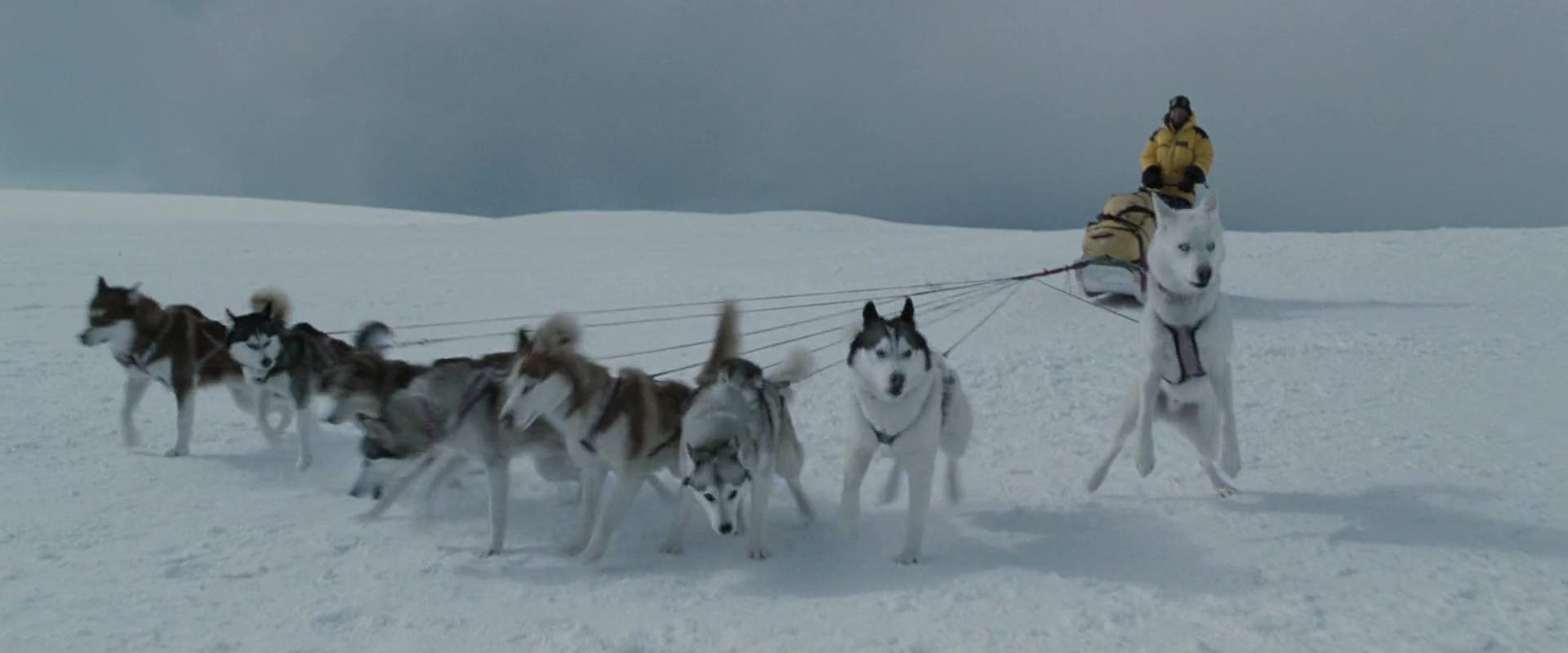 Antartica, prisonniers du froid - Photos et affiches. 19 image antartica prisonniers froid Eight Below