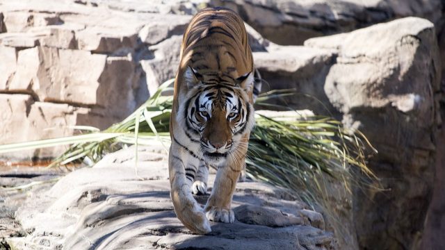 image big cat games nat geo disney