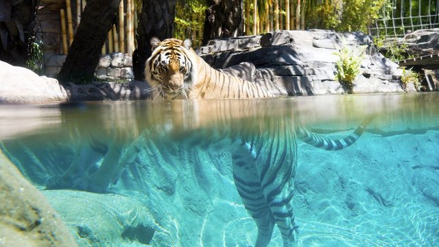 image big cat games nat geo disney