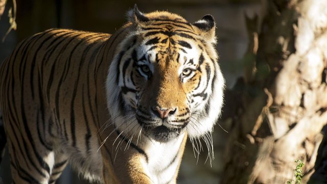 Big cat games. 2 image big cat games nat geo disney