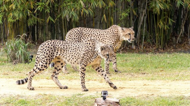 image big cat games nat geo disney