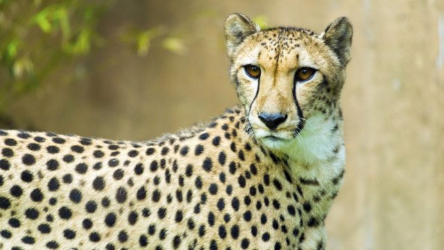 Big cat games. 3 image big cat games nat geo disney